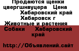 Продаются щенки цвергшнвуцера › Цена ­ 25 000 - Хабаровский край, Хабаровск г. Животные и растения » Собаки   . Хабаровский край